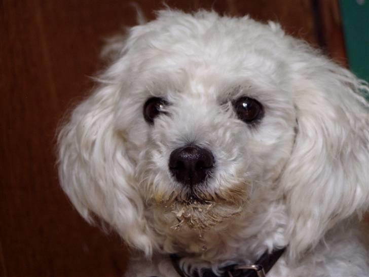 Dværgpuddel Lady - <3 billede 7