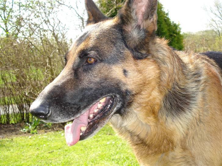 Schæferhund Atrix billede 2