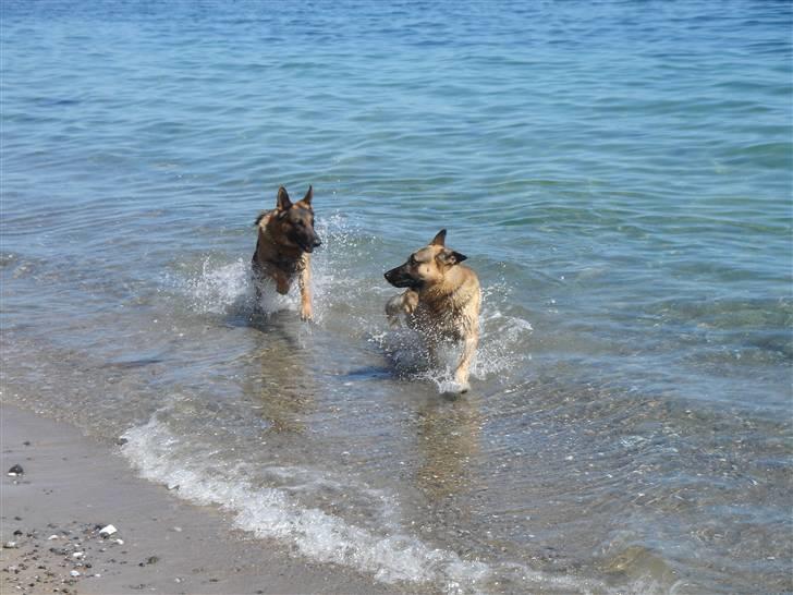 Schæferhund Atrix billede 3