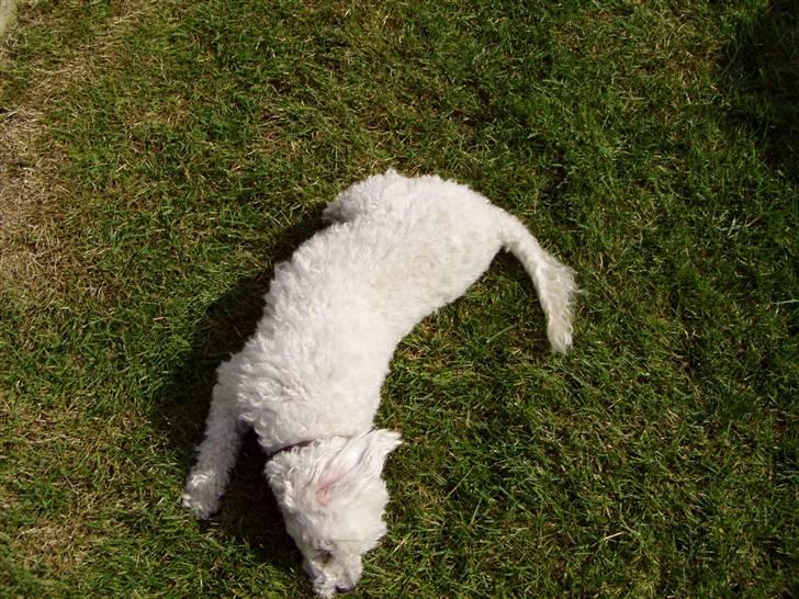 Dværgpuddel Lady - <3 billede 8