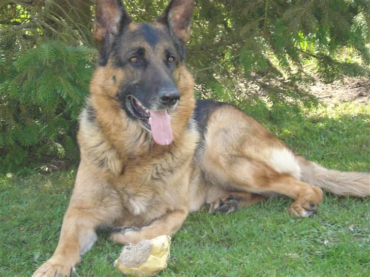 Schæferhund Atrix billede 4