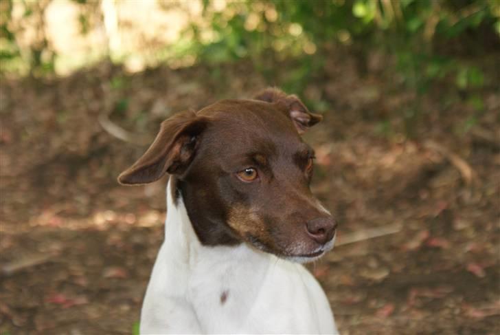 Dansk svensk gaardhund | Snoopy - smuk billede 12