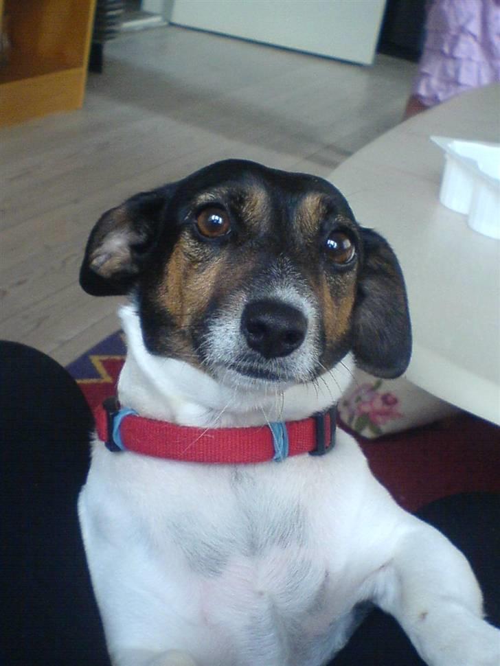 Dansk svensk gaardhund  Bella  - hej velkommen til min profil. smid gerne en bedømmelse og en kommentar til mig=) og alle som giver en kommentar og bedømmelse får altid en igen=) billede 1