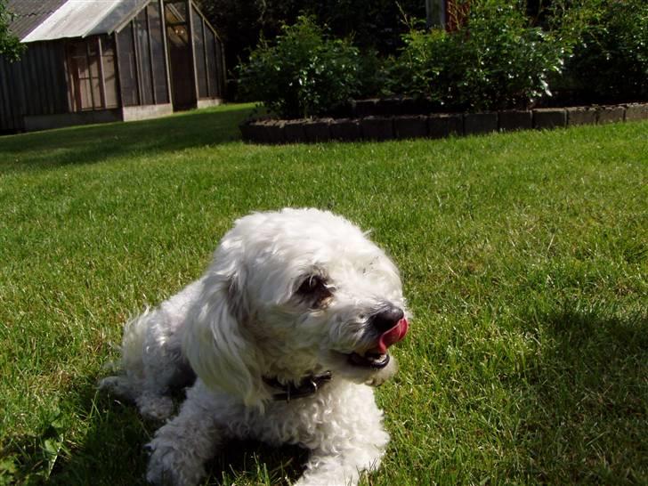 Dværgpuddel Lady - <3 billede 9