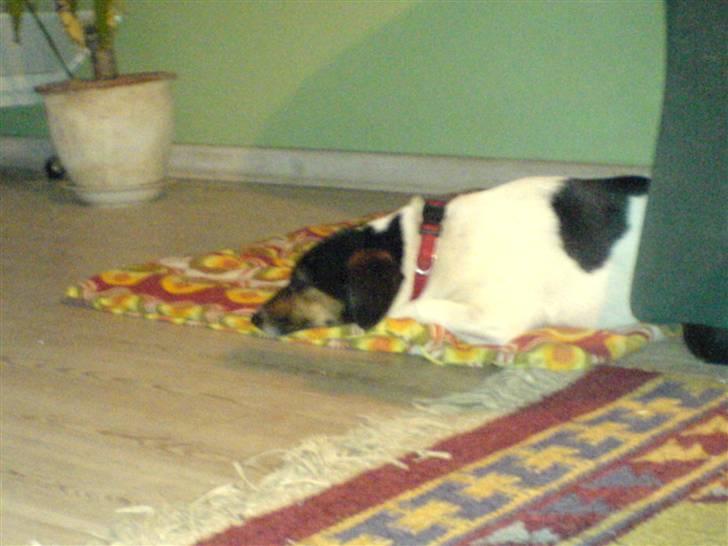 Dansk svensk gaardhund  Bella  - en fornermet Bella billede 2