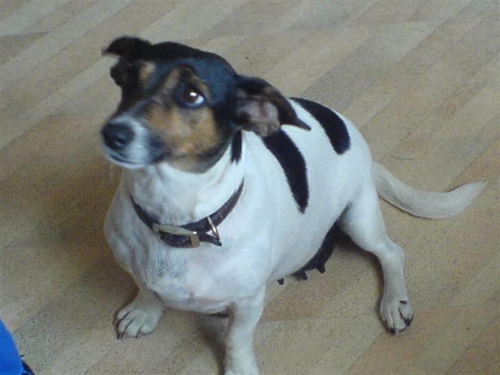 Dansk svensk gaardhund  Bella  - årh jeg er træt billede 3