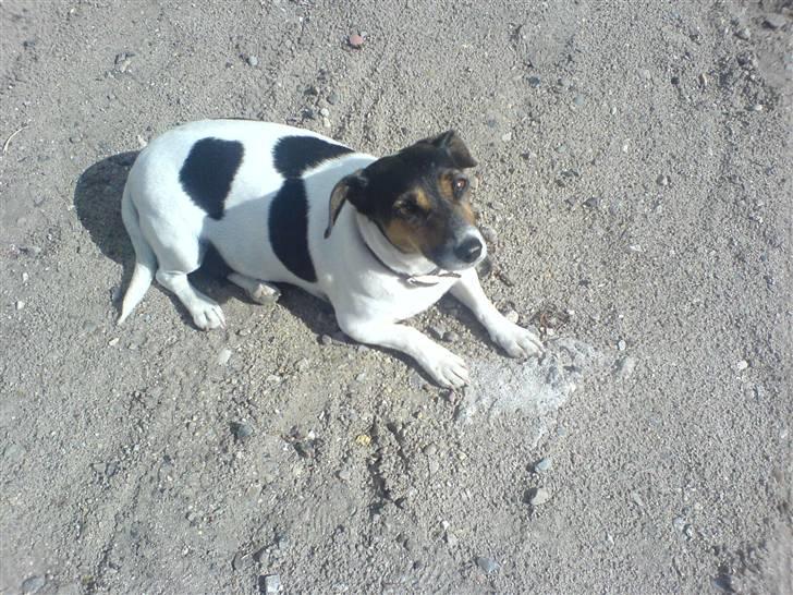 Dansk svensk gaardhund  Bella  billede 4