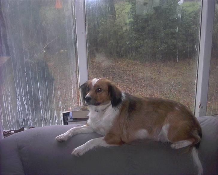 Blanding af racer Sally billede 9