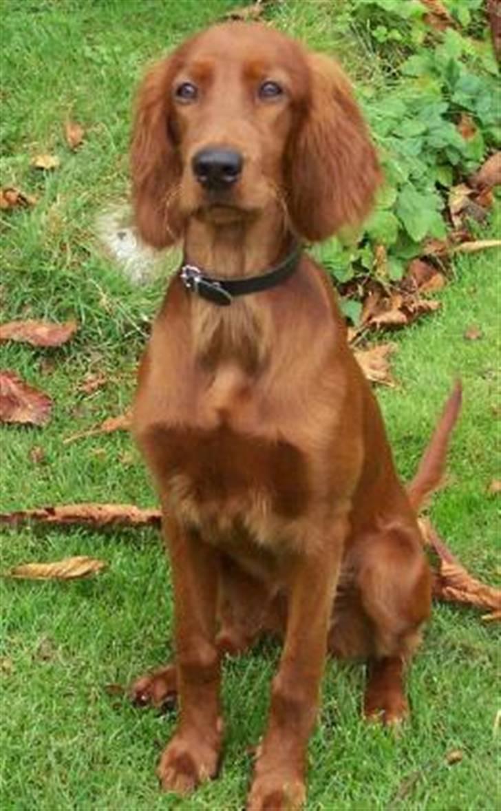 Irsk setter Lohmans Norma - Chica da den var ca 1/2 år gammel <3 Så nuser billede 13