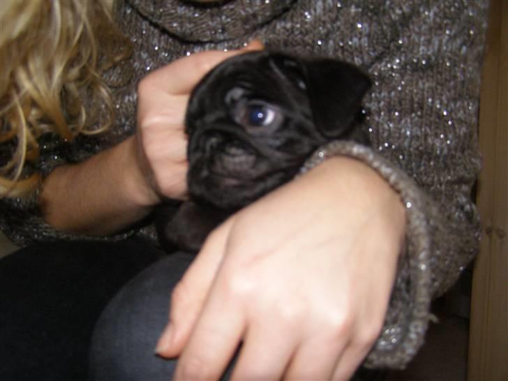 Mops Bello  billede 2