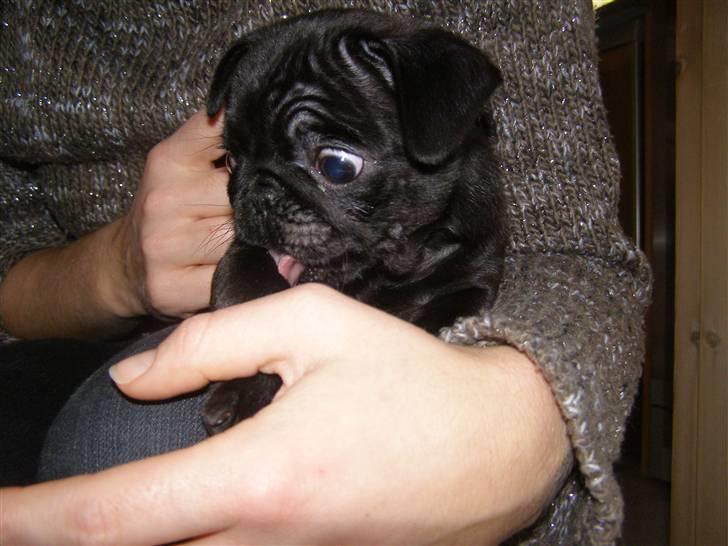 Mops Bello  billede 3