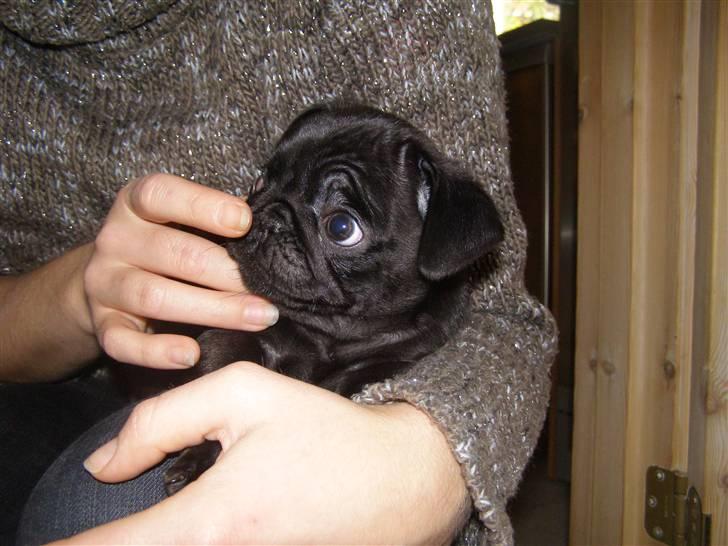 Mops Bello  billede 4