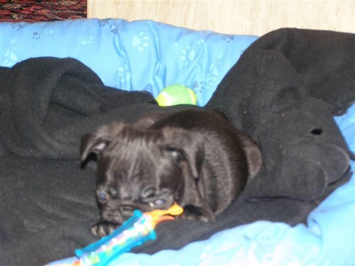 Mops Bello  billede 5