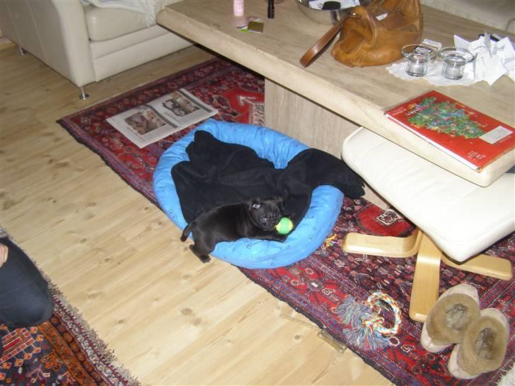 Mops Bello  billede 6