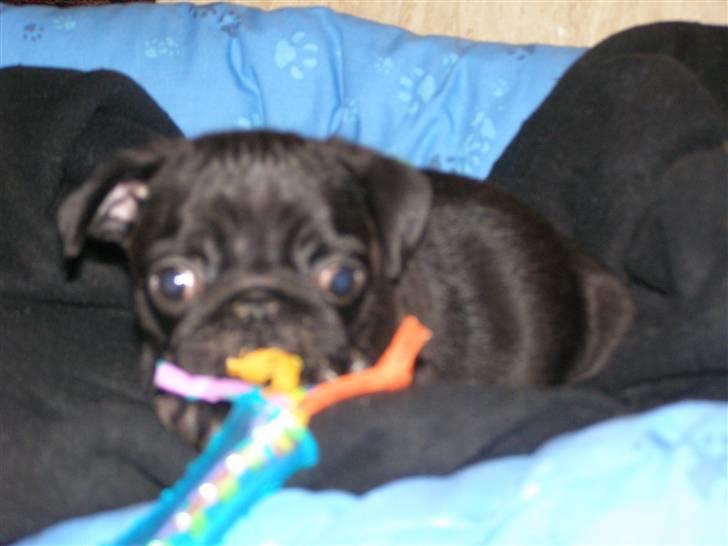 Mops Bello  billede 7