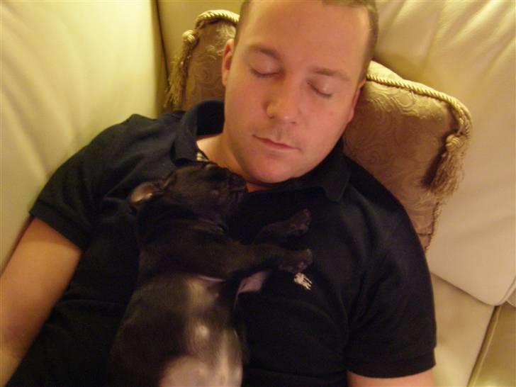 Mops Bello  billede 8