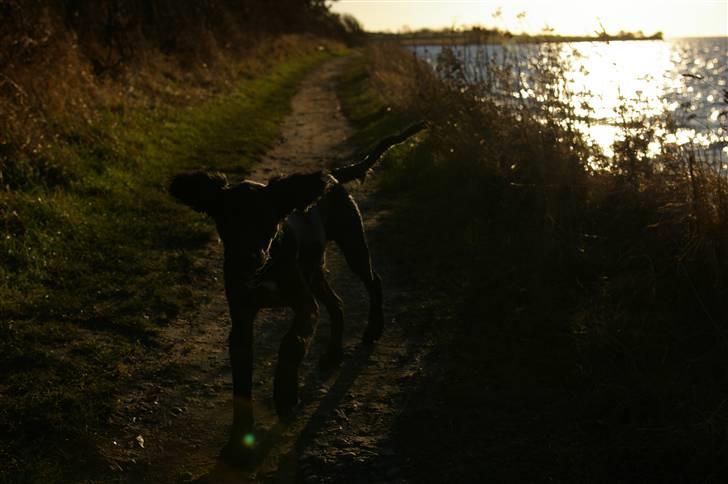 Blanding af racer Topper billede 13