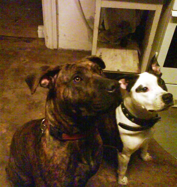 Amerikansk staffordshire terrier Fenja - shanti og fenja billede 12