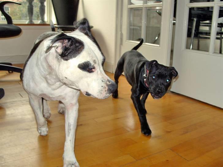 Amerikansk staffordshire terrier Fenja billede 13