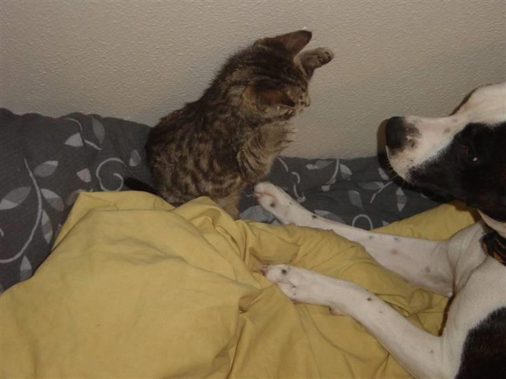 Amerikansk staffordshire terrier Fenja billede 14