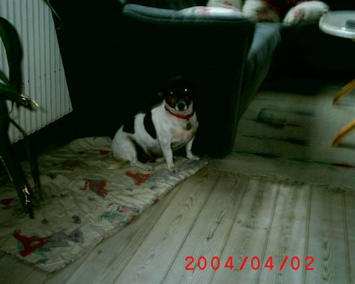 Dansk svensk gaardhund  Bella  billede 5