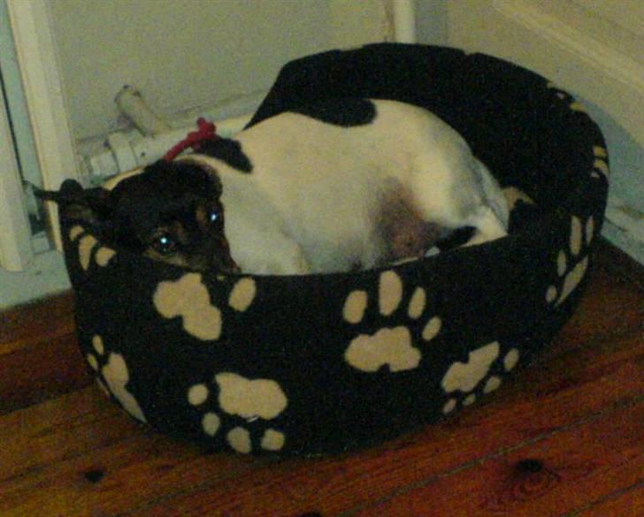 Dansk svensk gaardhund  Bella  billede 6