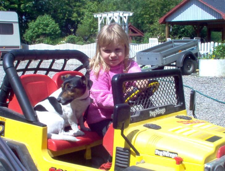 Dansk svensk gaardhund  Bella  - SÅ KØRE DET! billede 7