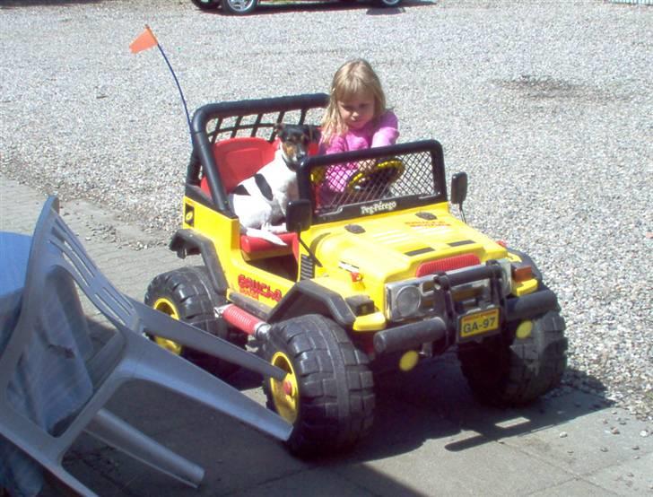 Dansk svensk gaardhund  Bella  - KØR SÅ ! billede 8