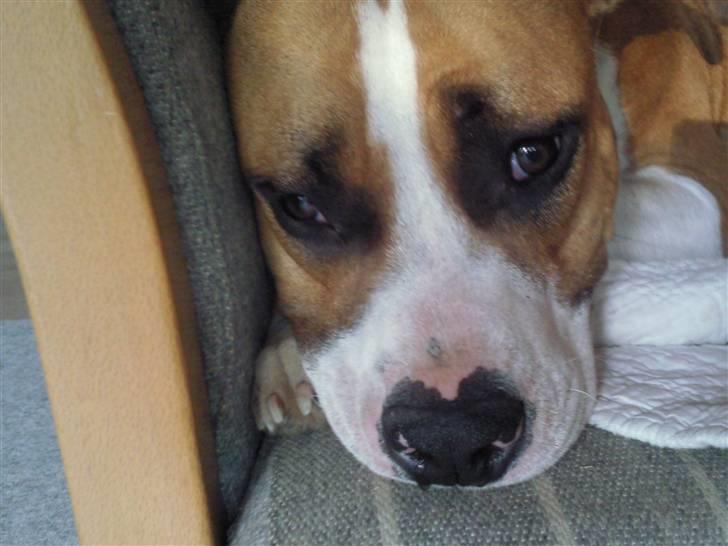 Amerikansk staffordshire terrier zoe billede 14