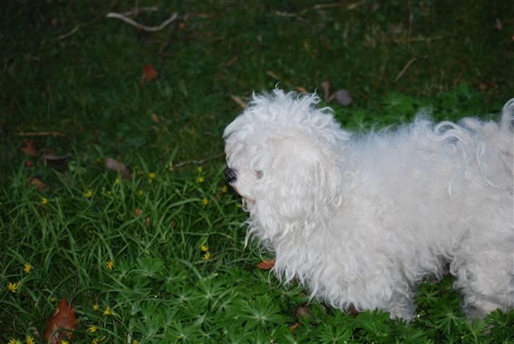 Bichon à poil frisé Bonnie <3 † DØD † R.I.P - R.I.P billede 16