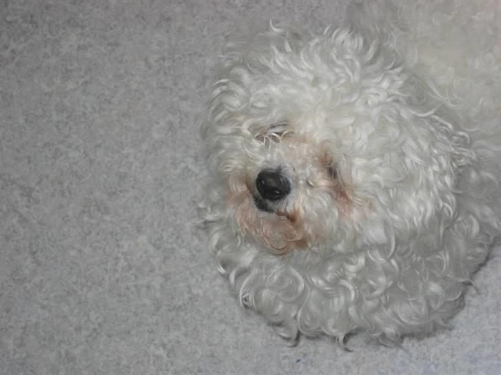 Bichon à poil frisé Bonnie <3 † DØD † R.I.P - R.I.P billede 17