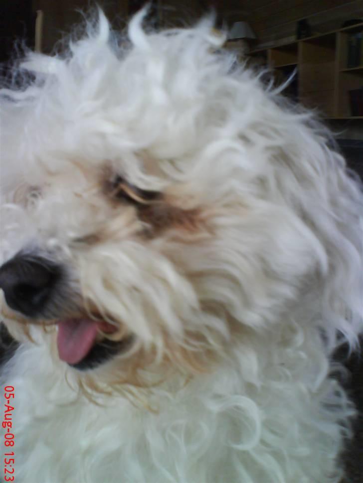 Bichon à poil frisé Bonnie <3 † DØD † R.I.P - R.I.P billede 18