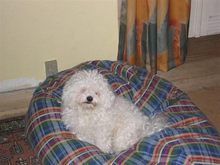 Bichon à poil frisé Bonnie <3 † DØD † R.I.P - R.I.P billede 19
