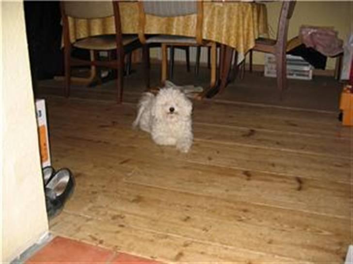 Bichon à poil frisé Bonnie <3 † DØD † R.I.P - R.I.P billede 20