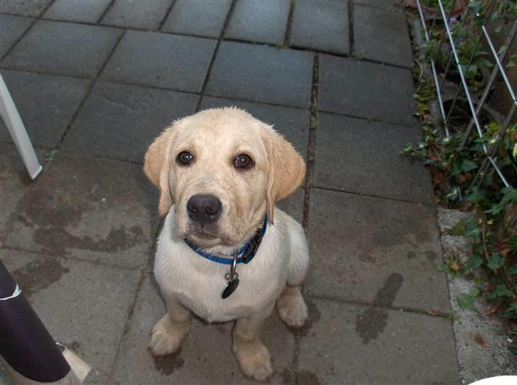 Labrador retriever Taco - Den bondemand skulle tage at beholde vandet på sin mark xD {Foto: Mig} billede 2