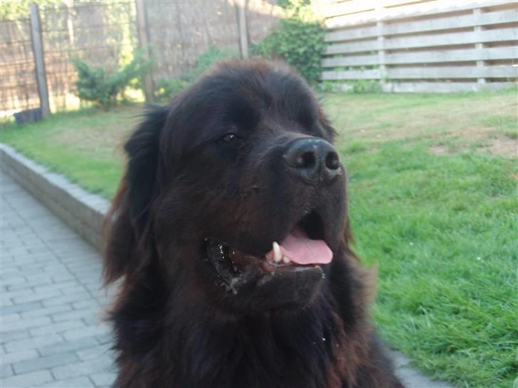 Newfoundlænder Oliver <33 *RIP* - # 1 - Oliver i haven :) billede 1