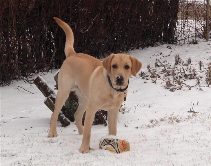 Labrador retriever Taco - Dejlige dreng :´) {Foto: Mig} billede 3