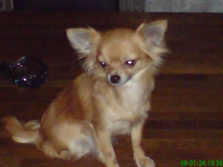 Chihuahua fifi billede 10