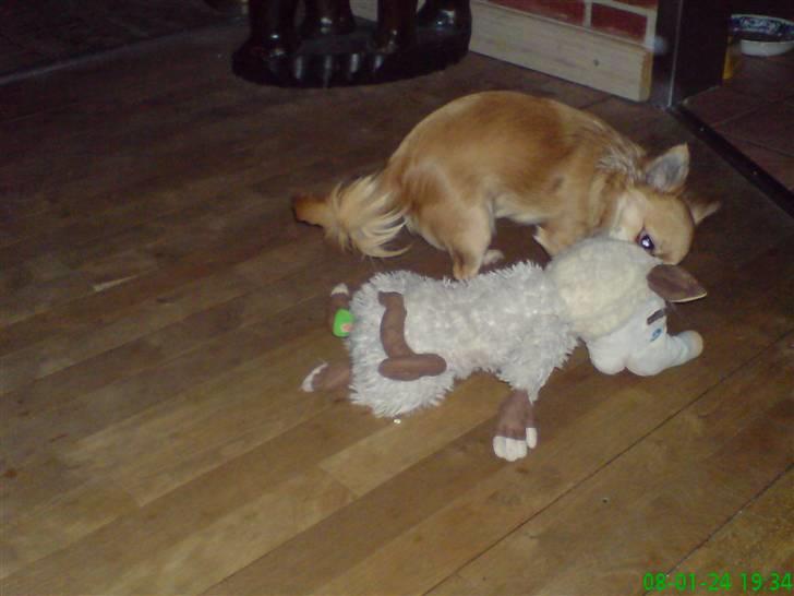 Chihuahua fifi billede 11