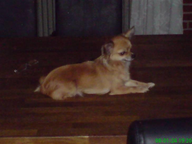 Chihuahua fifi billede 12