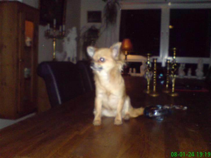 Chihuahua fifi billede 13