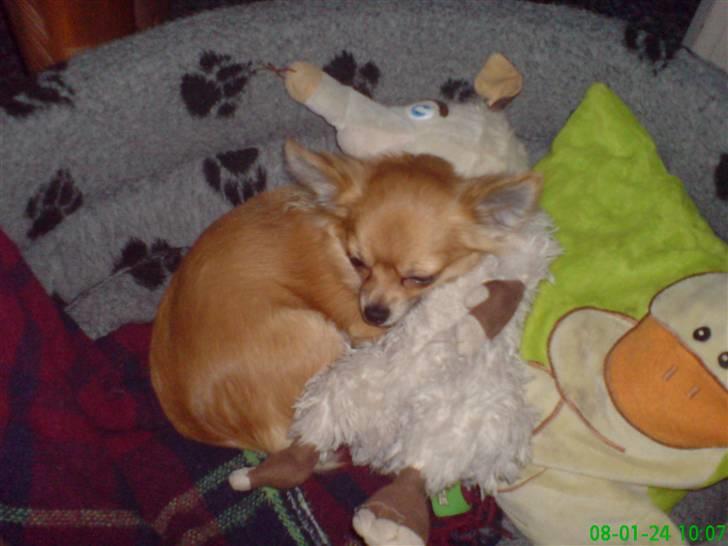 Chihuahua fifi billede 14