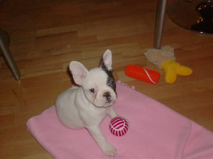 Fransk bulldog Max billede 3