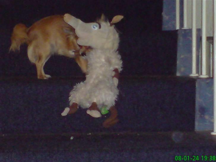 Chihuahua fifi billede 15