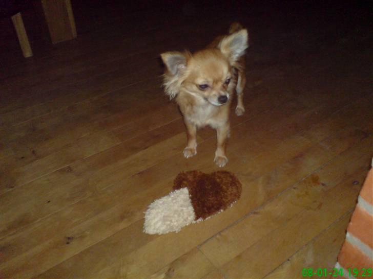 Chihuahua fifi billede 16