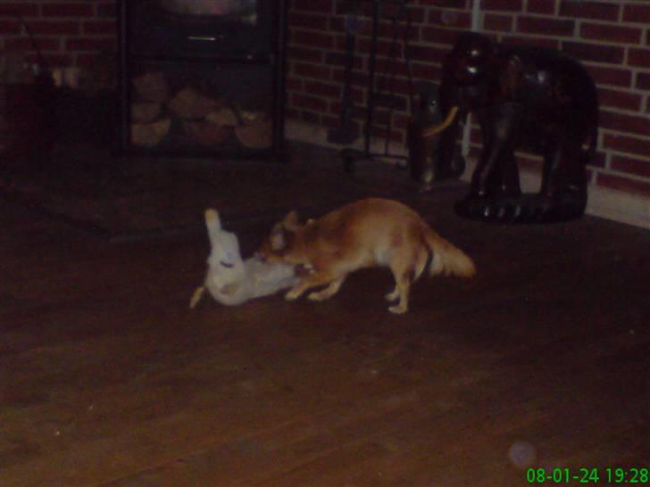 Chihuahua fifi billede 17