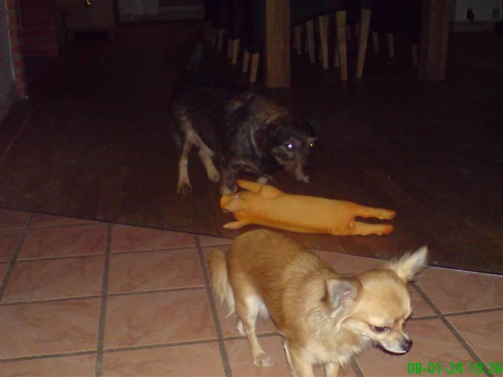 Chihuahua fifi billede 18