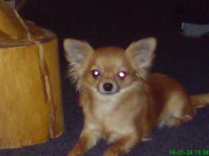 Chihuahua fifi billede 19