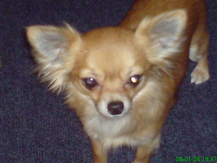 Chihuahua fifi billede 20