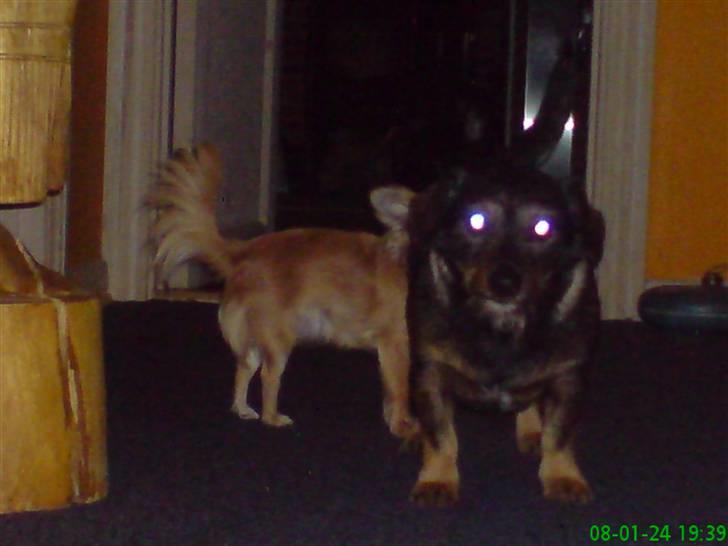 Blanding af racer jensen billede 10